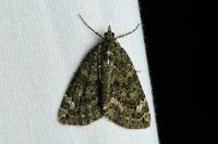 Chloroclysta siterata