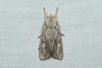 Lithophane ornitopus