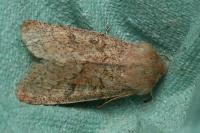 Orthosia cruda