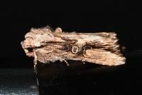 Egira conspicillaris