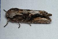 Egira conspicillaris