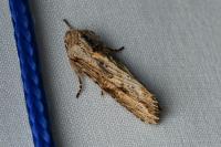 Egira conspicillaris