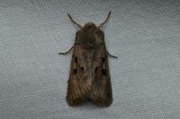 Orthosia gothica