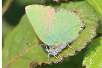 Callophrys rubi