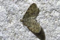 Eupithecia