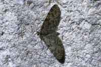 Eupithecia