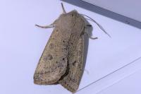 Orthosia gracilis