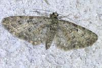 Eupithecia