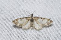 Eupithecia irriguata