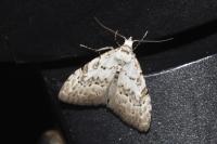 Nola confusalis