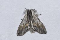 Harpyia milhauseri