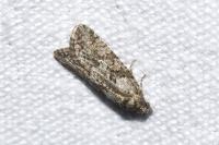 Cnephasia cupressivorana