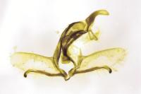 Cnephasia cupressivorana