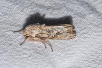 Egira conspicillaris