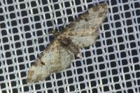 Eupithecia irriguata