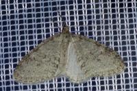 Trichopteryx carpinata