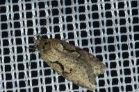 Semioscopis steinkellneriana