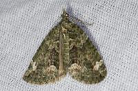 Chloroclysta siterata