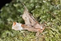 Selenia tetralunaria