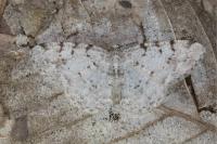 Aethalura punctulata