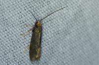 Incurvaria koerneriella