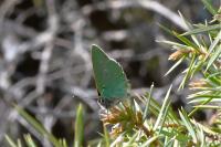 Callophrys rubi