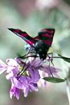 Zygaena loti