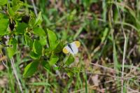 Anthocharis cardamines