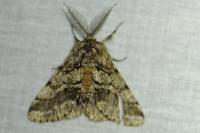 Lycia hirtaria