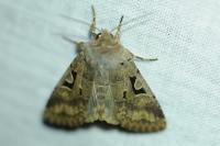 Orthosia gothica