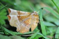 Selenia dentaria