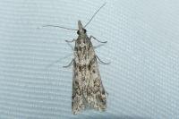 Eudonia angustea