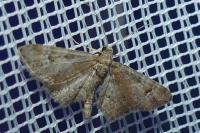 Gymnoscelis rufifasciata