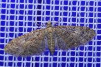 Eupithecia abbreviata