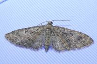 Eupithecia abbreviata
