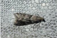Eudonia angustea