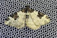 Xanthorhoe fluctuata