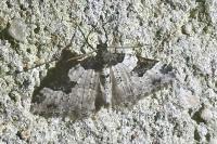 Xanthorhoe fluctuata