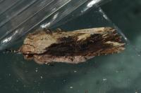 Egira conspicillaris