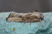 Egira conspicillaris