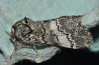 Drymonia ruficornis