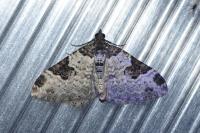 Xanthorhoe fluctuata