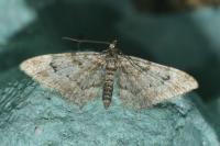 Gymnoscelis rufifasciata