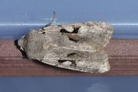 Orthosia gothica