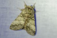 Drymonia ruficornis