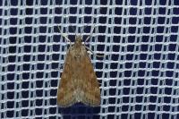 Pyrausta despicata