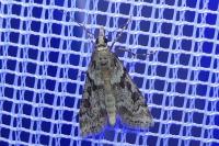Eudonia angustea