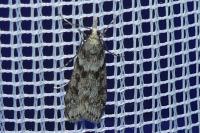 Eudonia angustea