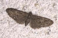 Eupithecia abbreviata
