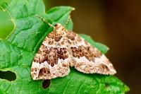 Lampropteryx suffumata